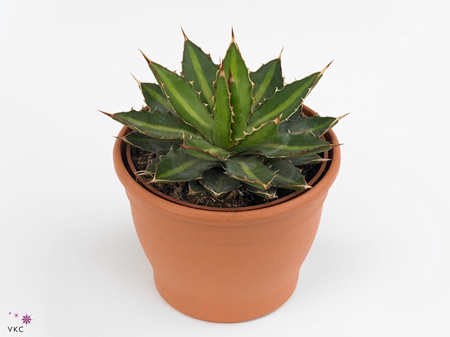 Agave lophantha