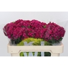 Dianthus Br Kiwi Fuchsia XXL
