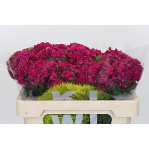 Dianthus Br Kiwi Fuchsia XXL