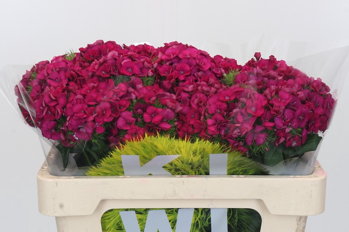 <h4>Dianthus Br Kiwi Fuchsia XXL</h4>