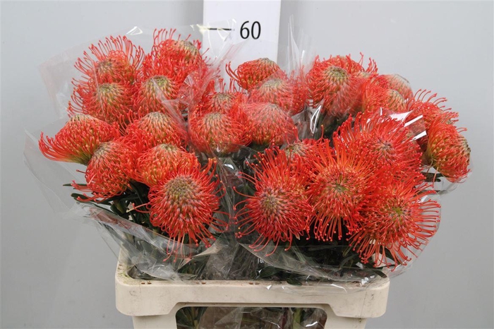 <h4>Leuco Succession</h4>