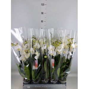 Phalaenopsis  'Ant Nottingham'