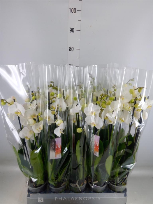 <h4>Phalaenopsis  'Ant Nottingham'</h4>