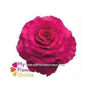 R Gr Hotspot Hot Pink 50cm EC