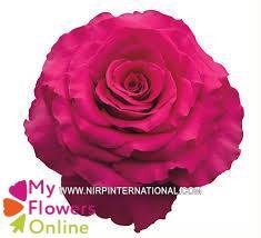 <h4>R Gr Hotspot Hot Pink 50cm EC</h4>