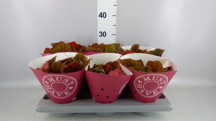 <h4>Begonia BD rex 'Beleaf Amber Love'</h4>