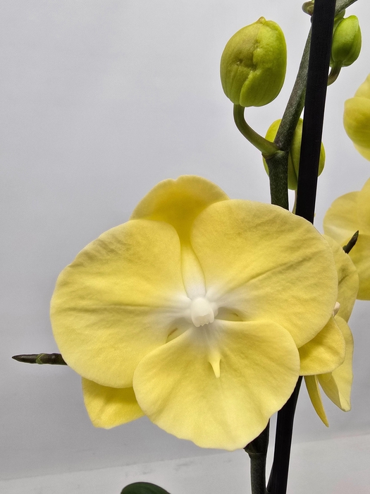 <h4>Limited 17 week 17</h4>