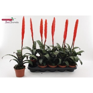 VRIES ERA