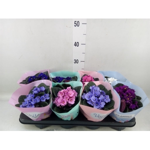 Saintpaulia   ...mix