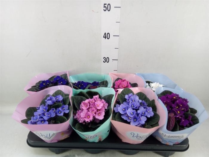 <h4>Saintpaulia   ...mix</h4>