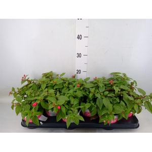 Fuchsia  'Bella Fuchsia Lydia'