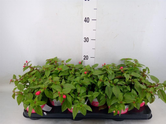<h4>Fuchsia  'Bella Fuchsia Lydia'</h4>