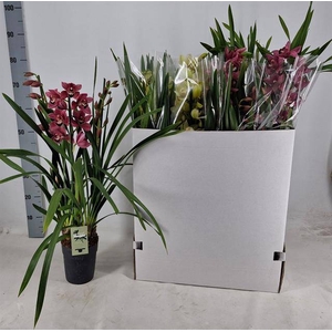 Cymbidium mix (Cites) 14Ø 75cm 3st