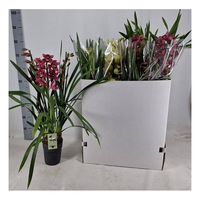 <h4>Cymbidium mix (Cites) 14Ø 75cm 3st</h4>