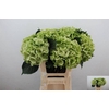 Hydrangea mag emerald classic