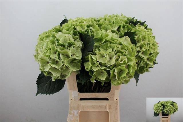 Hydrangea mag emerald classic