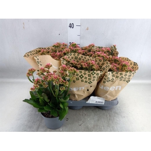 Kalanchoe 'WildFlow Ladylike'