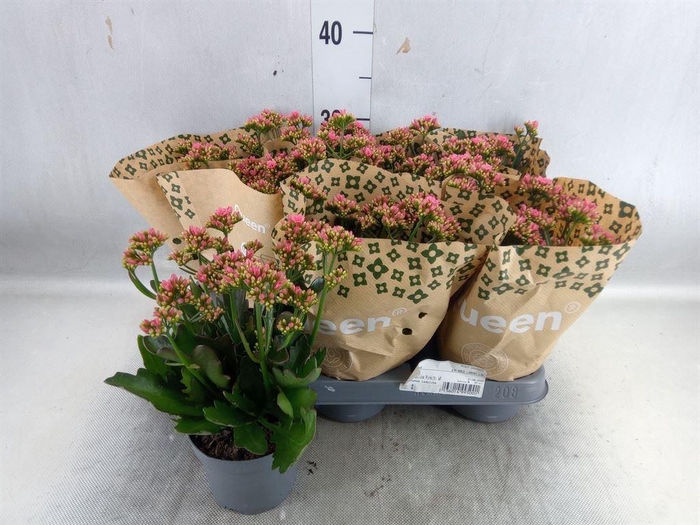 <h4>Kalanchoe 'WildFlow Ladylike'</h4>