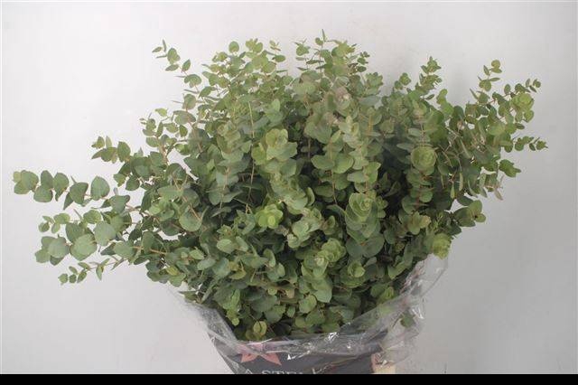 <h4>EUC CINEREA PER BOS</h4>