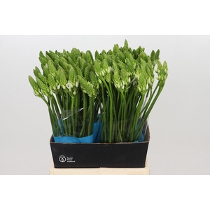 Ornithogalum Mount Fuji