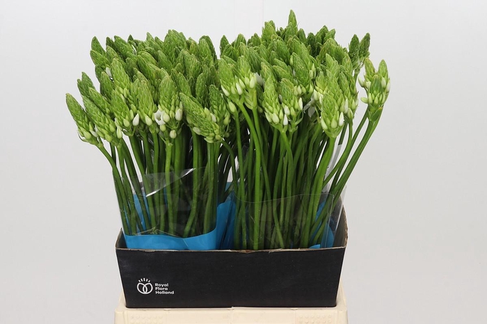 <h4>Ornithogalum Mount Fuji</h4>