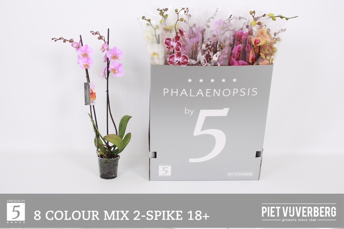 <h4>PHAL GEM 8 KL</h4>