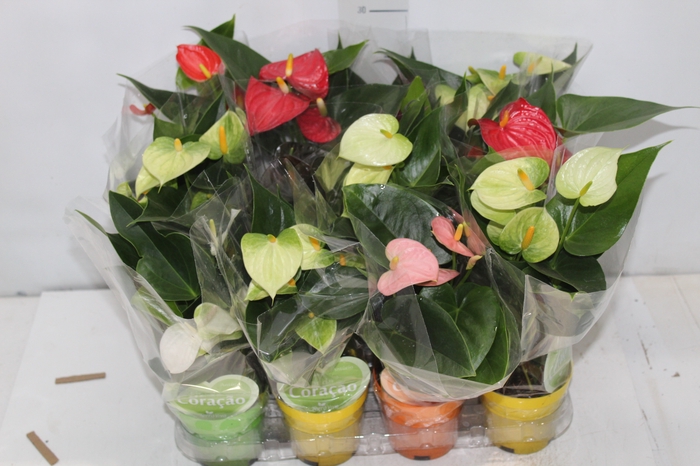 <h4>ANTHURIUM VARIADO P09</h4>