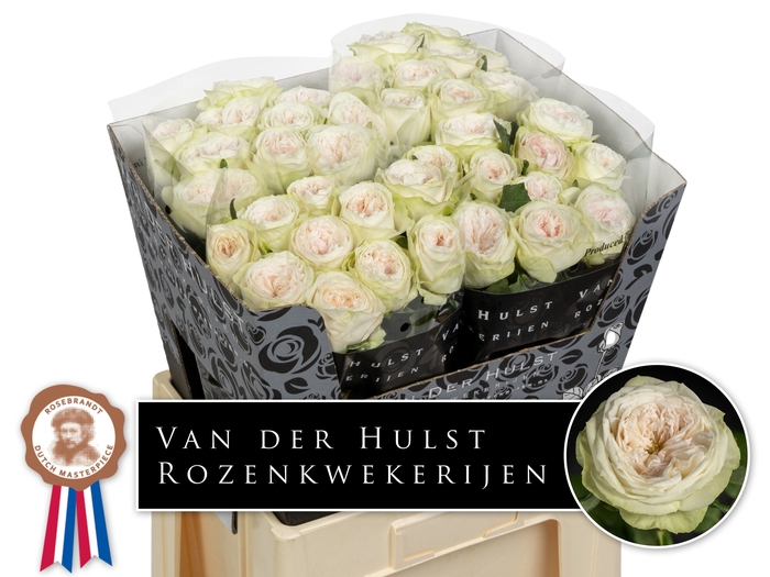 <h4>R Gr Bal Dream Summerhouse Hulst</h4>