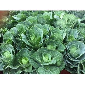 Brassica Green (Kale)