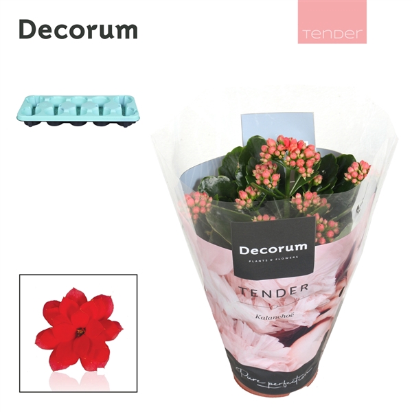 Kalanchoe Decorum TENDER - Serenity Light Red