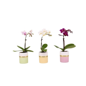 Dolomite Horizon Pastel Tiny Dolls Mix 1T7+ Aqu@