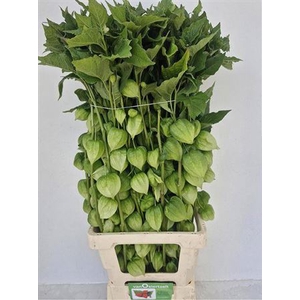 Physalis Lampion Tak
