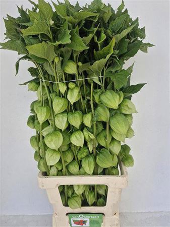 <h4>Physalis Lampion Tak</h4>
