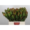 Leucadendron Laurel Yellow Spray