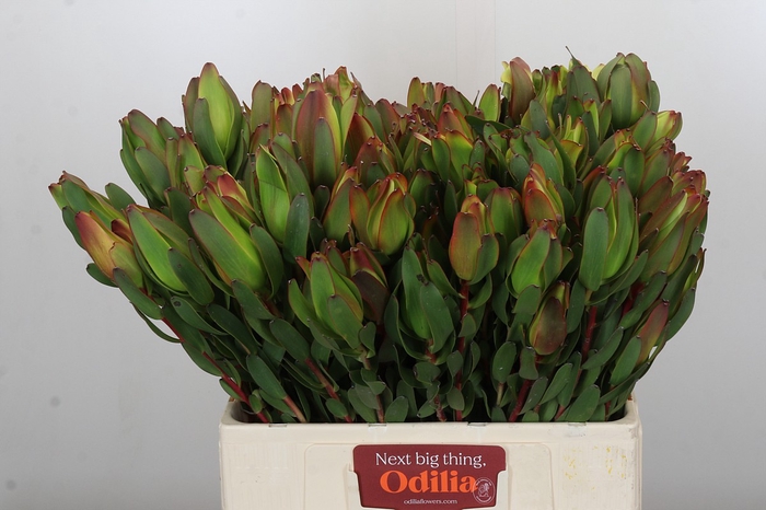 <h4>Leucadendron Laurel Yellow Spray</h4>