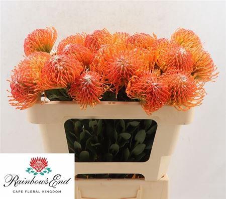 <h4>Leuco Co Ov</h4>