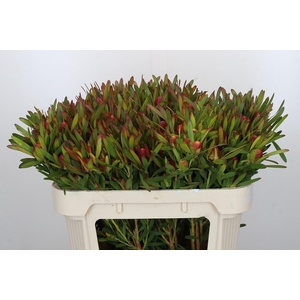 Leucadendron Ayoba Cherry Pearl Spray