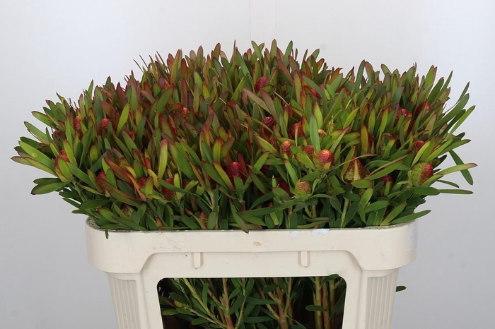 Leucadendron Ayoba Cherry Pearl Spray