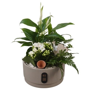 PTIB5121 Arrangementen kamerplanten