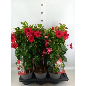 Mandevilla am. 'Sundav Double Red'