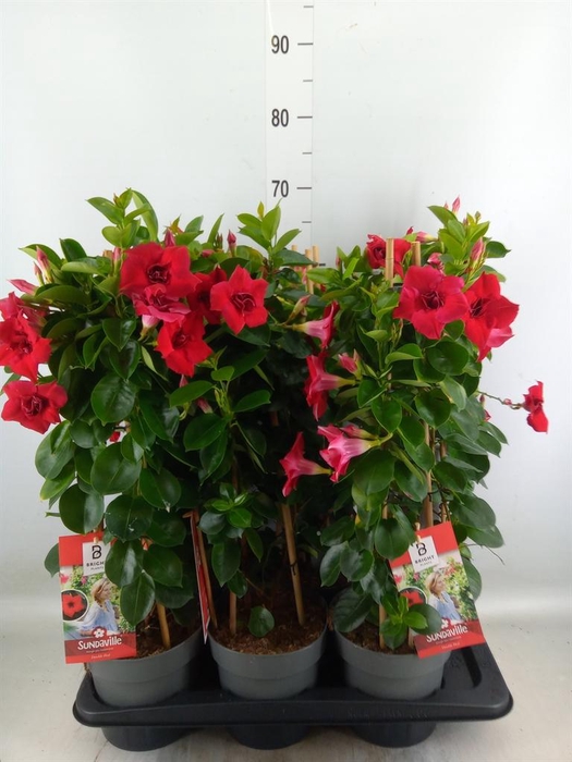 <h4>Mandevilla am. 'Sundav Double Red'</h4>