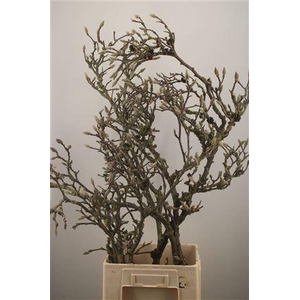 Magnolia Grandiflora