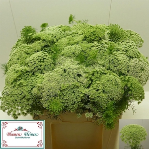 Ammi Visnaga