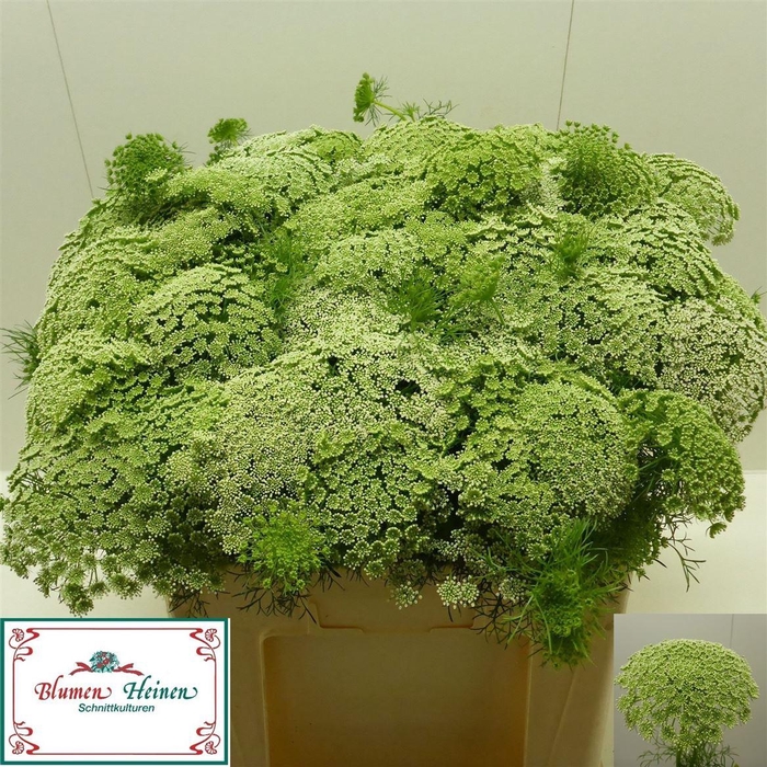 <h4>Ammi Visnaga</h4>