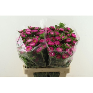 Callis Mats Pink