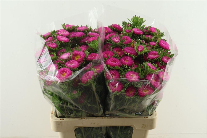 <h4>Callis Mats Pink</h4>