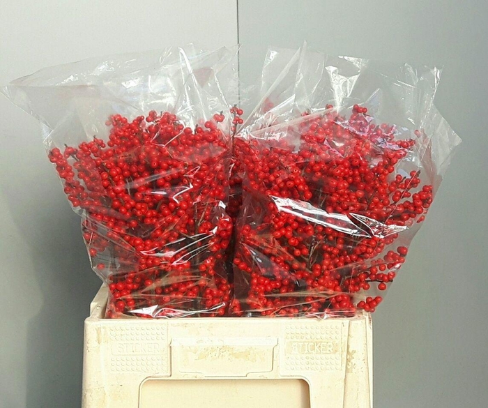 <h4>ILEX VE RODE BES</h4>