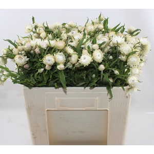 Helichrysum Ov