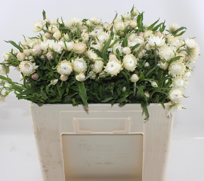 <h4>Helichrysum Ov</h4>