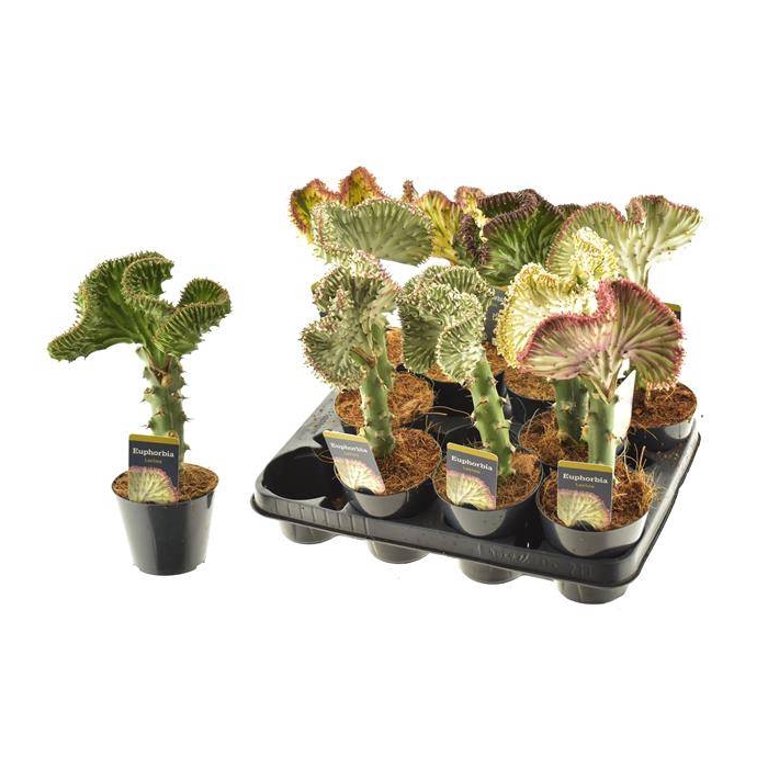 <h4>Euphorbia Cristata (Cites) 10,5Ø 30cm</h4>